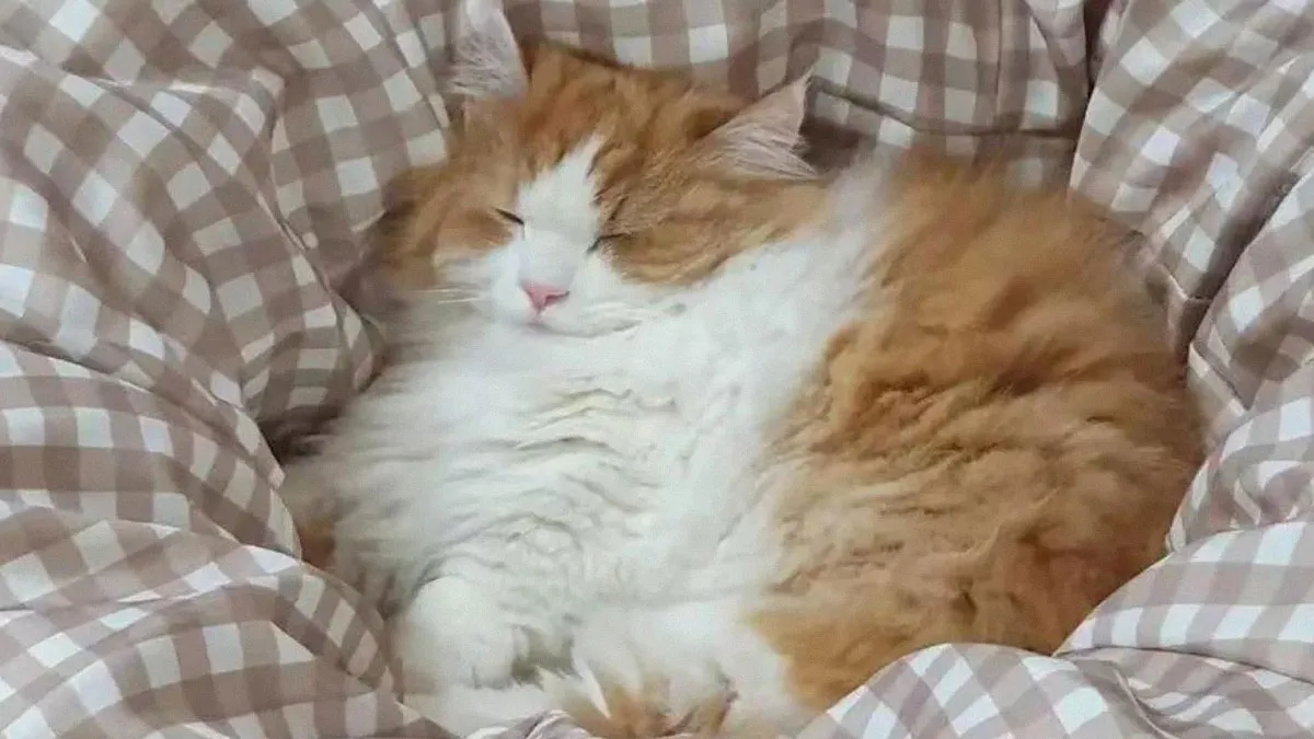 50 Funny And Adorable Cat Memes For Anyone Who’s Obsessed With Them