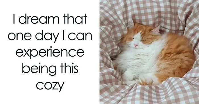 50 Funny And Adorable Cat Memes For Anyone Who’s Obsessed With Them