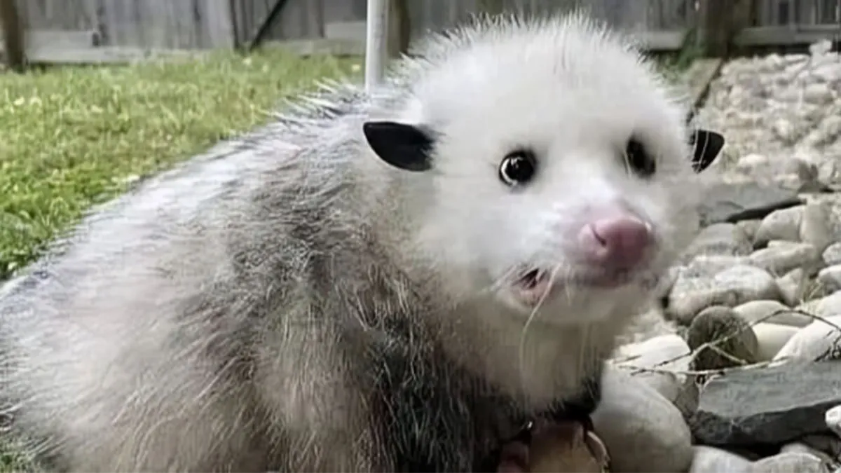 69 Funny Memes For Your Daily Dose Of Cute Animal Content (New Pics)