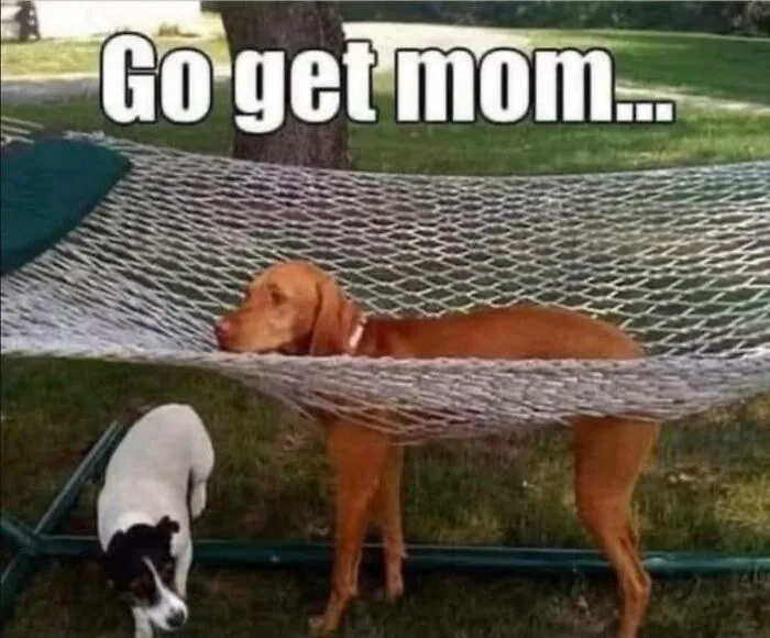 Two dogs with one stuck in a hammock and the caption go get mom, funny memes brightening dark winter days.