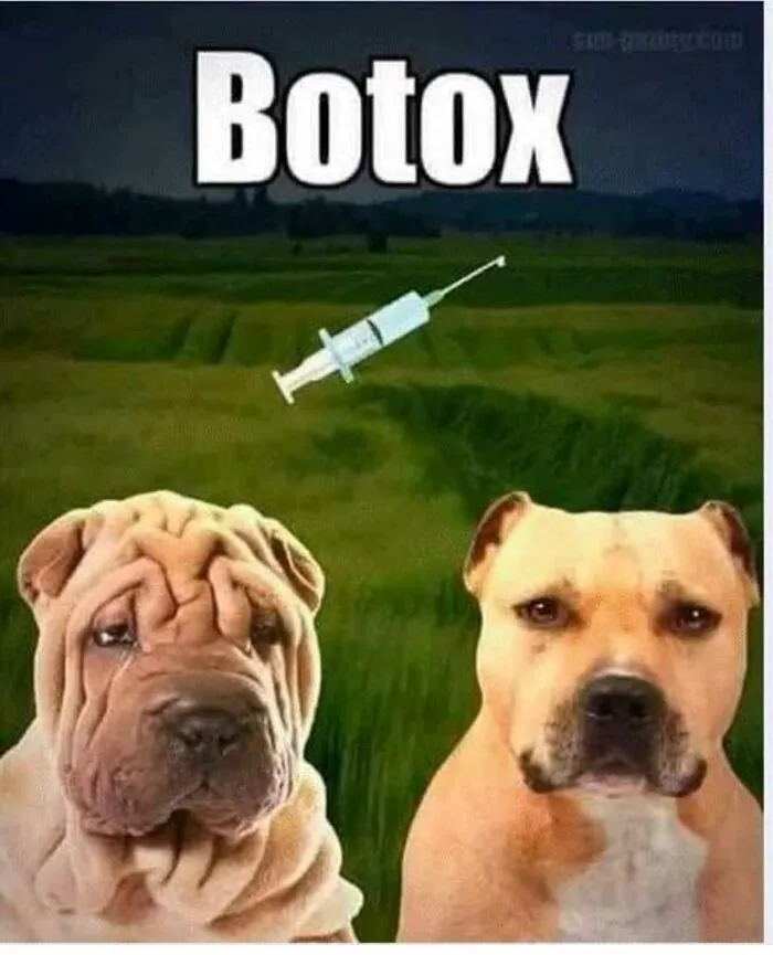 Two dogs side by side, one with wrinkled skin and one smooth, humorously illustrating funny memes about winter days.