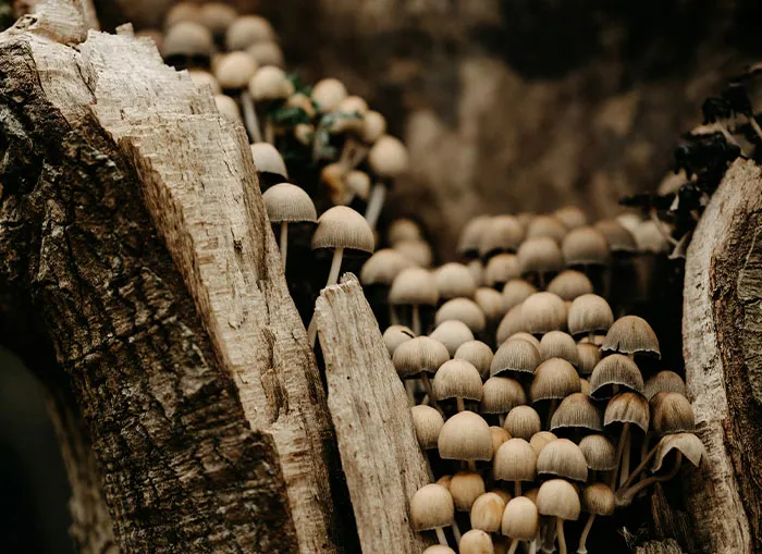 If You Like Learning The Bizarre Facts From History, Here Are 45 Really Unexpected Ones