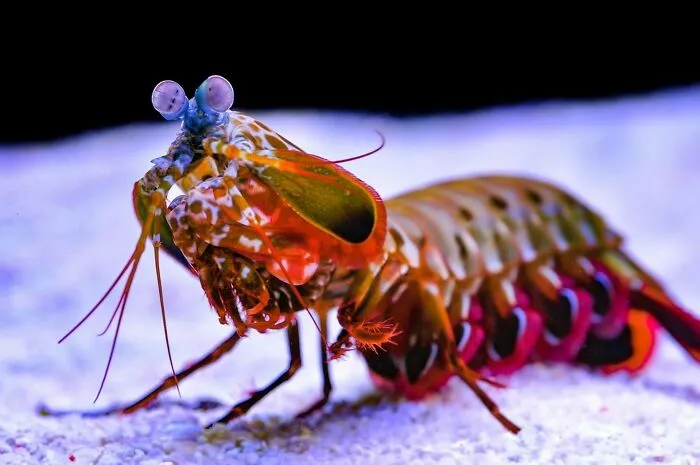 Mantis Shrimp