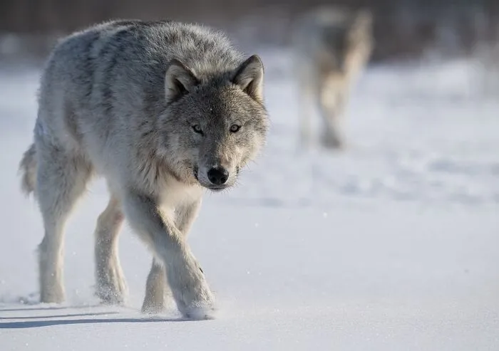 Gray Wolf