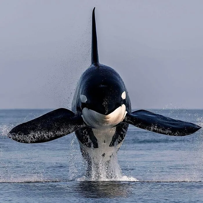 Orcas