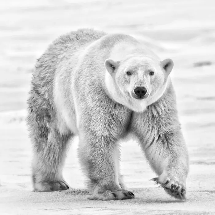 Polar Bear