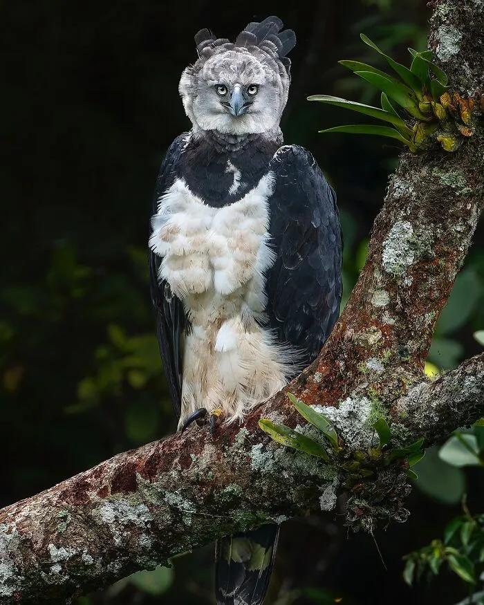 Harpy Eagle