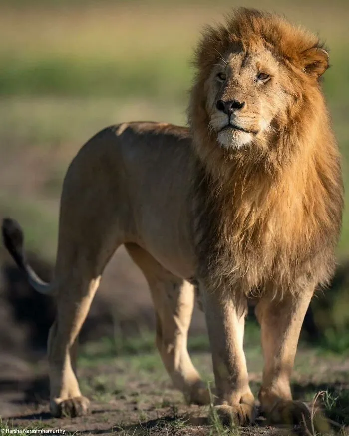 African Lion