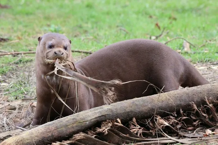 Giant Otter