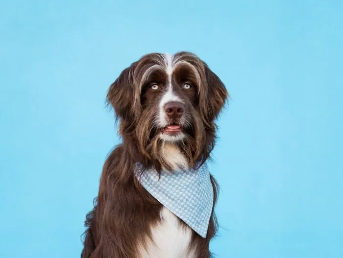 Brown and white dog wearing a blue patterned bandana posing against a solid blue background in a dog photo session