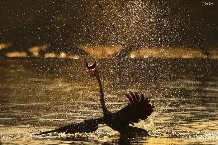 Pájaro bañándose con gotas de agua iluminadas al atardecer en una foto tierna y divertida de animales.