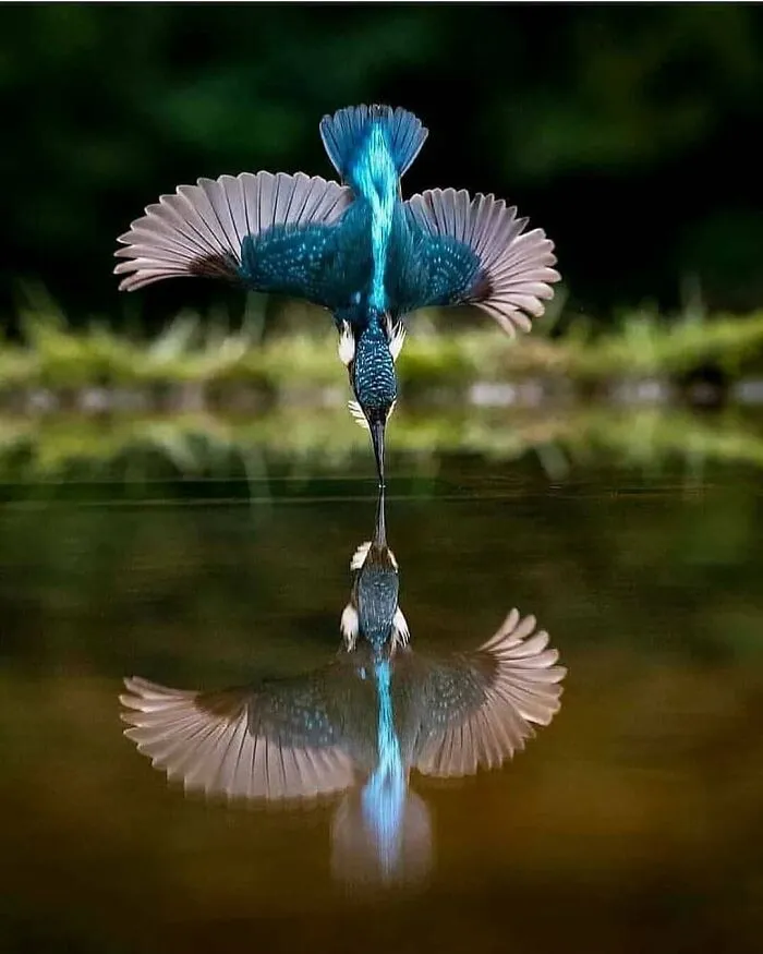 30 fotos tiernas y divertidas de animales que pueden alegrarte el día en un instante
