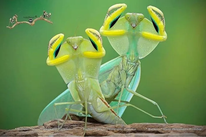 30 fotos tiernas y divertidas de animales que pueden alegrarte el día en un instante