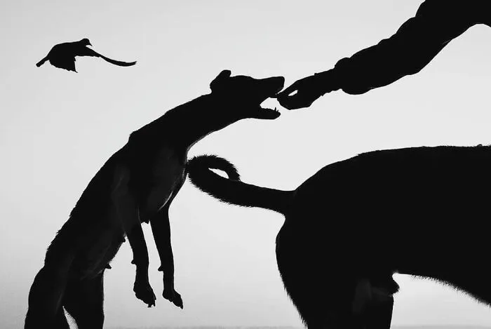 30 fotos tiernas y divertidas de animales que pueden alegrarte el día en un instante