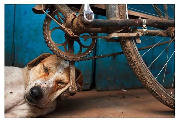 30 fotos tiernas y divertidas de animales que pueden alegrarte el día en un instante