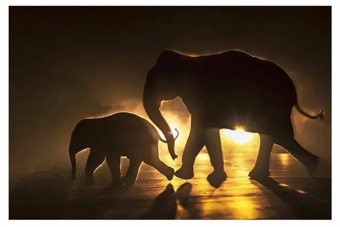 30 Heartwarming And Funny Animal Photos That Might Instantly Brighten Your Day
