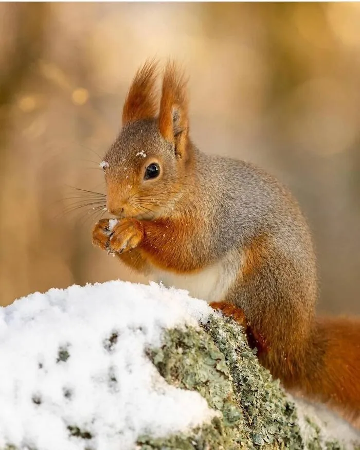 30 Heartwarming And Funny Animal Photos That Might Instantly Brighten Your Day