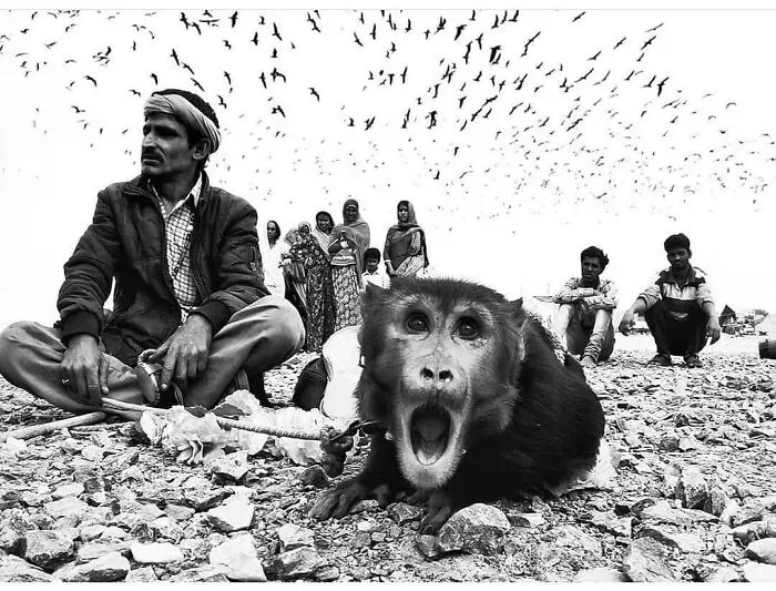 Mono con expresión divertida en primer plano, rodeado de personas y aves, foto de animales conmovedora y divertida.