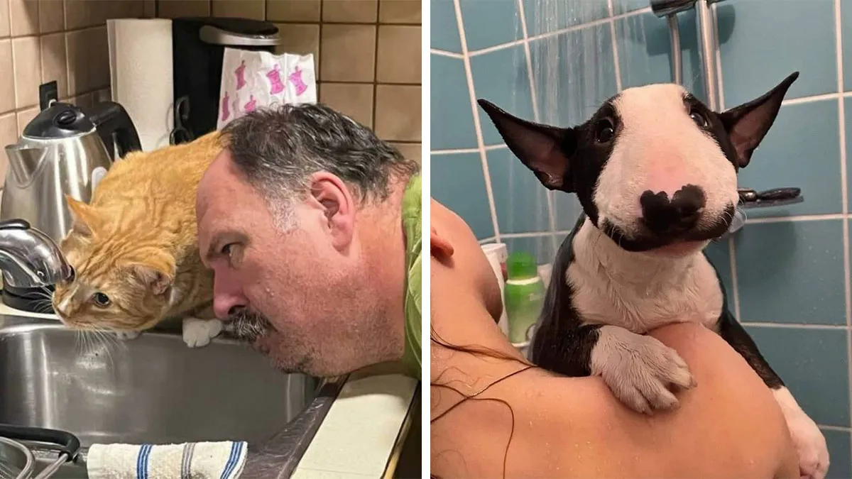 39 Hilarious “Important Animal Images,” As Shared By This Page Dedicated To All Sizes And Species (New Pics)