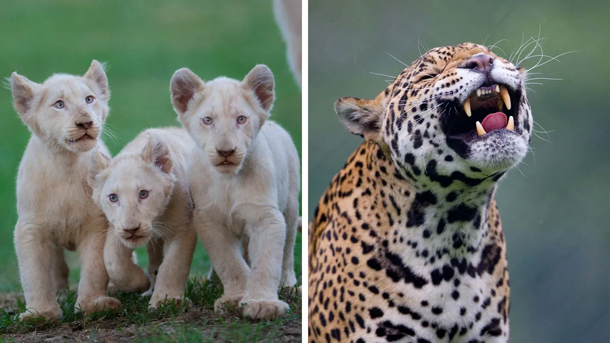 40 Stunning Moments From Nature I Captured Without Expensive Equipment