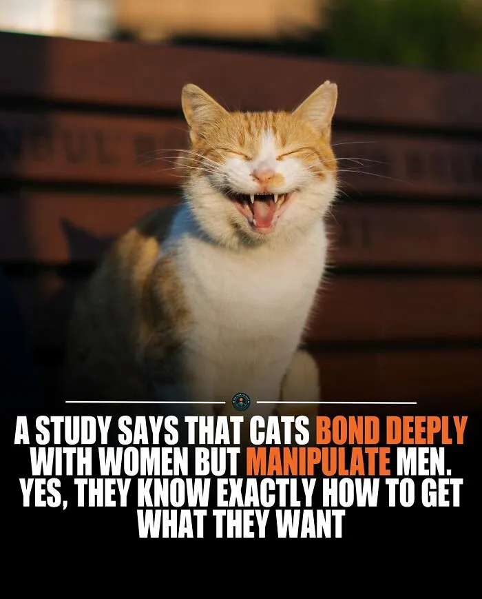 They Tend To Approach Women For Social Interaction And Affection. But When It Comes To Men? The Study Suggests Cats Are More Likely To Use “Manipulative Techniques”