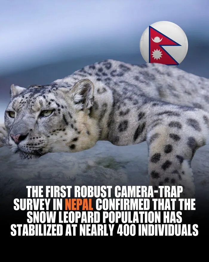 The “Ghosts Of The Mountains” Are Safe! The First-Ever Robust Camera-Trap Survey Just Confirmed That The Snow Leopard Population Has Stabilized At Nearly 400 Individuals