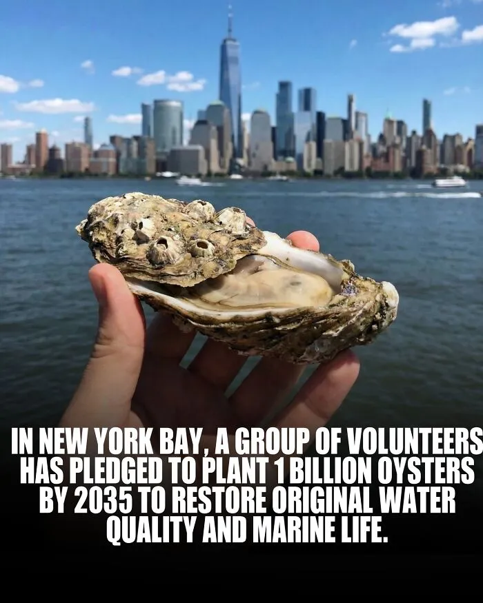 Here Is The Power Of The Humble Oyster. In Just 24 Hours, They Can Transform A Tank Of Sludge Into Crystal-Clear Water