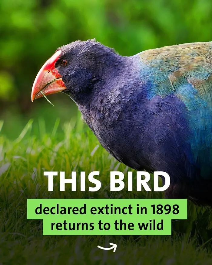 This Flightless Wonder Is The Takahē. It Returned From Being “Extinct” Since 1898. It’s An Absolute Conservation Miracle Happening Right Now In New Zealand