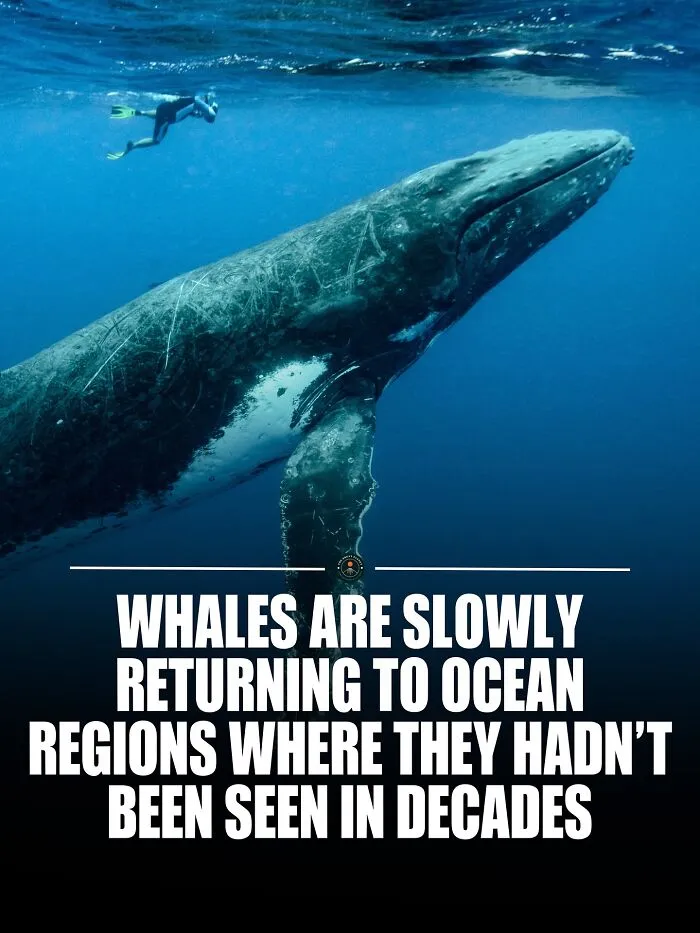Conservation Efforts, Reduced Hunting, And Cleaner Waters Are Helping These Migration Routes Come Back To Life