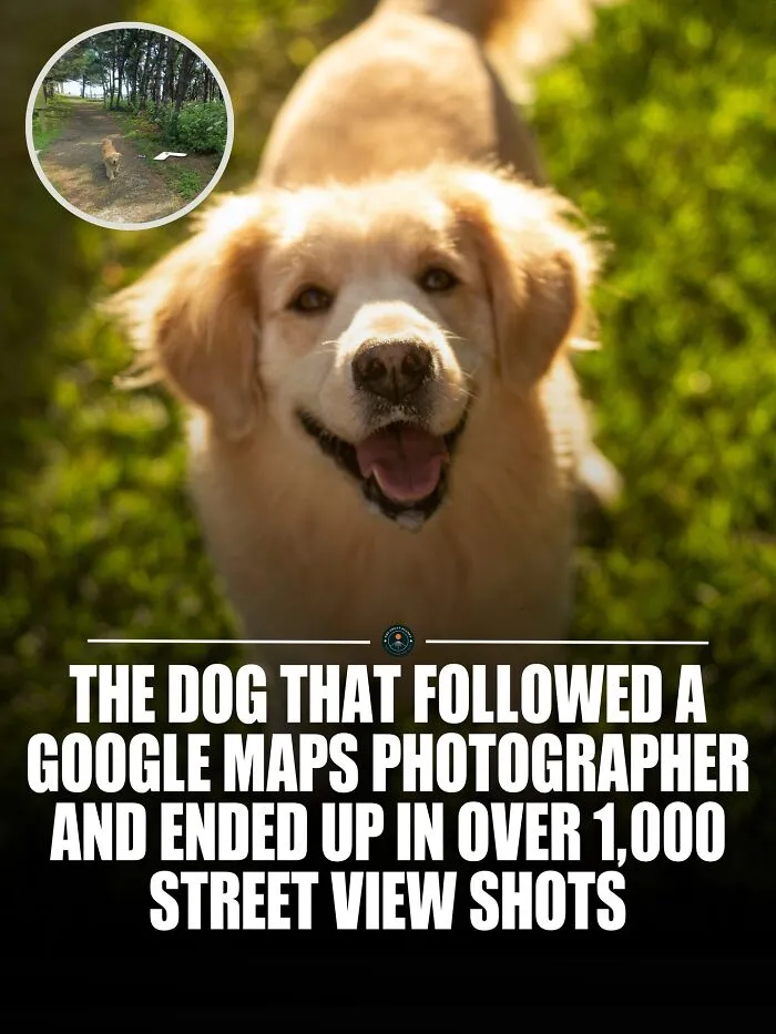 A Golden Retriever Named Maru Accidentally Became An Online Star After Showing Up In More Than 1,000 Google Street View Photos On Jukdo, A Small Island Near Ulleungdo In South Korea