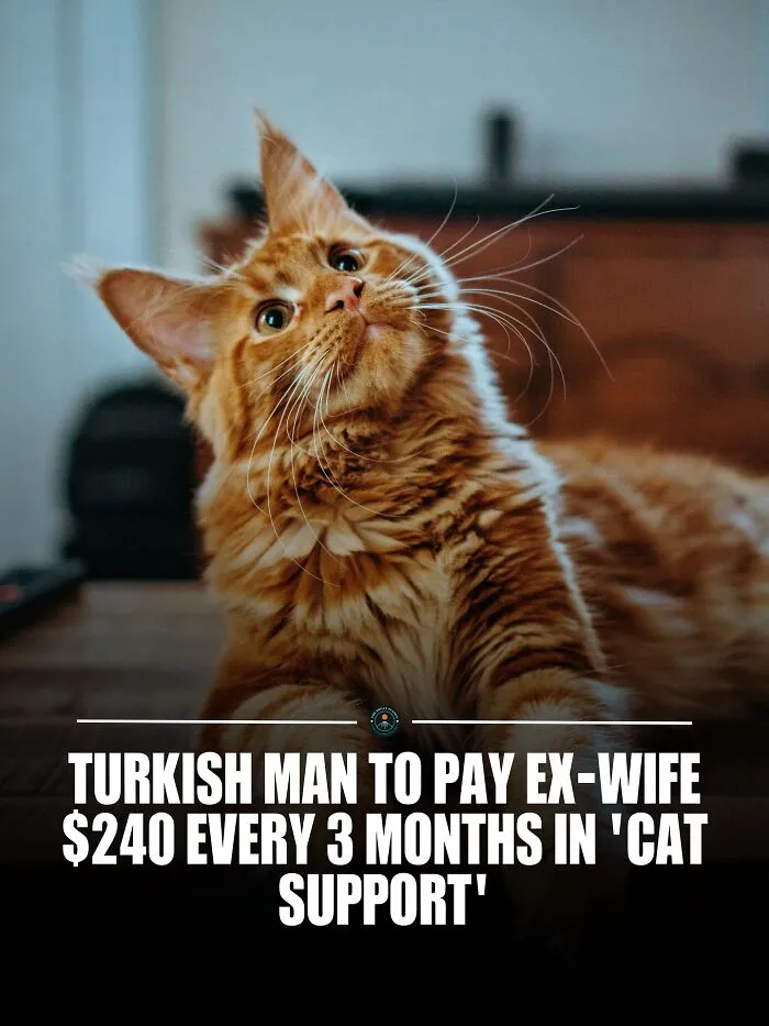In A First-Of-Its-Kind Ruling, A Turkish Court Ordered A Man To Pay His Ex-Wife 10,000 Liras (About $240) Every Three Months In Cat Support To Help With The Care Of Their Pet After Divorce