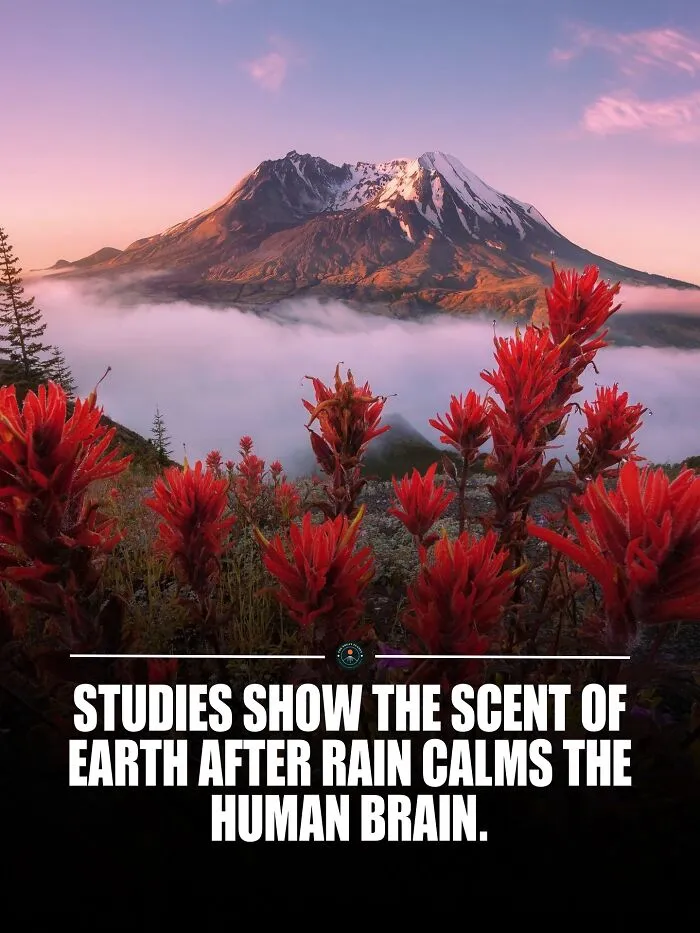 That Earthy Scent After Rain Is Called Petrichor. Studies Show It Can Slow Brain Activity And Ease Stress