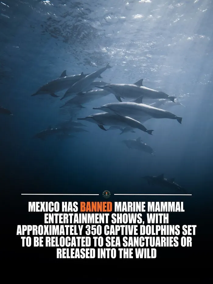 Ore Than 350 Captive Dolphins Will Be Relocated, With Some Rehabilitated For Release And Others Moved To Ocean Sanctuaries Where They Can Live More Freely Under Expert Care