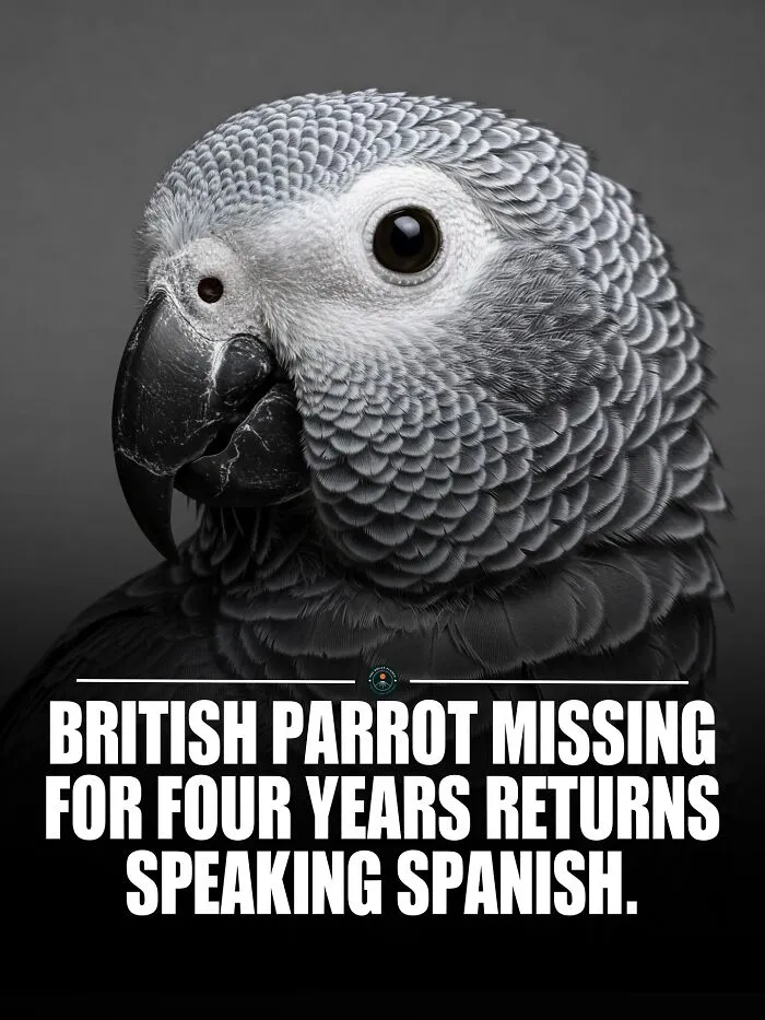 Nigel Used To Have A British Accent, But When He Returned, He Greeted His Owner With A Cheerful “¡buenos Días!” Instead