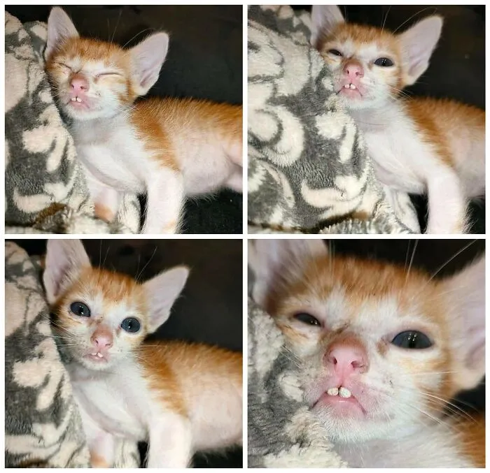 Kitten making funny faces while resting on a patterned blanket, capturing hilarious moments caught on camera.