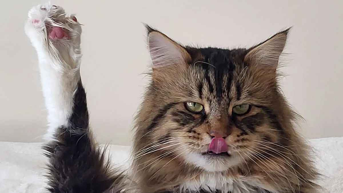 43 Cats That Look Like They’re Questioning Everything In The Universe