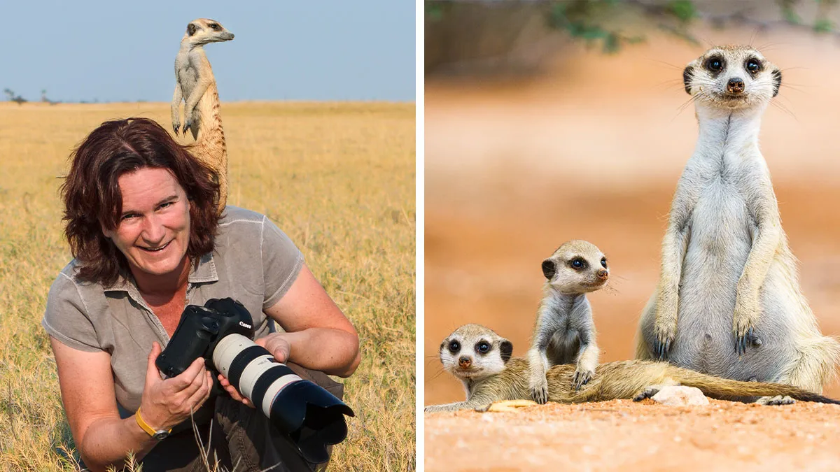 I Spent Way Too Much Time With Meerkats: Here Are 32 Hilarious Moments I Captured