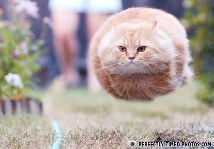 "Perfectly Timed Photos": 50 Times People Snapped Photographs Just At The Right Moment