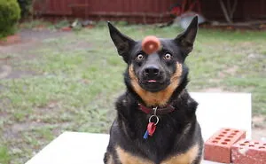 "Perfectly Timed Photos": 50 Times People Snapped Photographs Just At The Right Moment