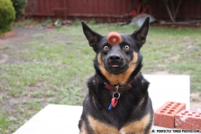 "Perfectly Timed Photos": 50 Times People Snapped Photographs Just At The Right Moment