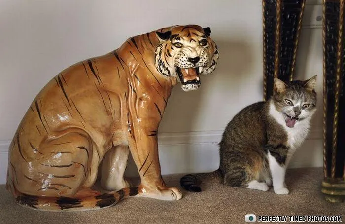 "Perfectly Timed Photos": 50 Times People Snapped Photographs Just At The Right Moment