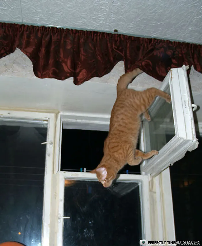 Orange cat hanging from an open window frame, captured in a perfectly timed photo showing a daring moment.