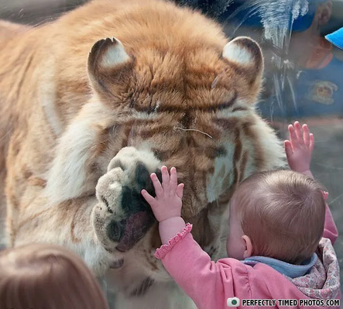 "Perfectly Timed Photos": 50 Times People Snapped Photographs Just At The Right Moment