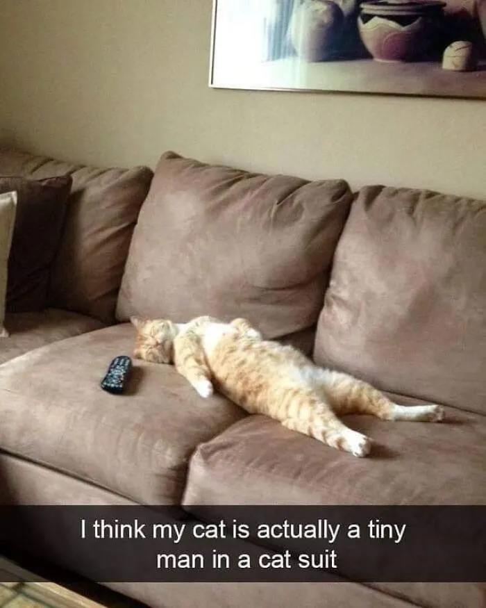 We All Know A Cat Like This
