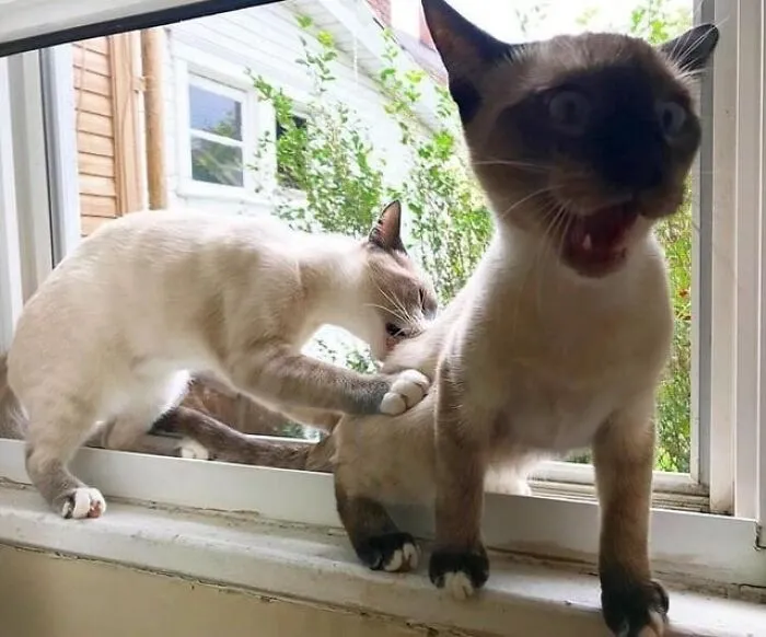Mi esposa tomó esta foto de mis gatos en el momento perfecto 😂