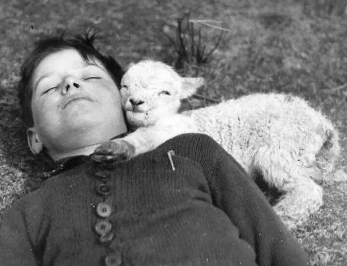 Un cordero recién nacido se acurruca junto a un niño dormido, 1940