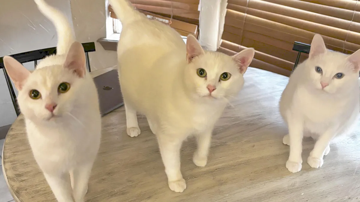 59 Times Cats Formed Suspicious Groups And Definitely Knew Something We Didn’t