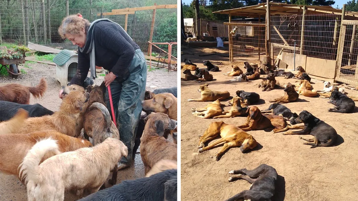 Meet Teresa, Who Built A Sanctuary And Now Looks After 190 Rescued Dogs