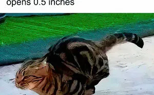 “Cat Distribution System In Effect”: 80 Funny Feline Memes To Make Your Day Way Better