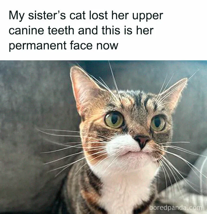 Meehow